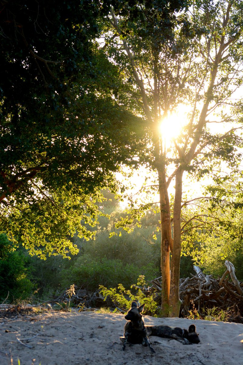 KNPWildDogs's tweet photo. Wild Dogs resting as the sun starts to set in the Lowveld. moments later the pack starts "rallying" https://t.co/7FO9n2nm4m