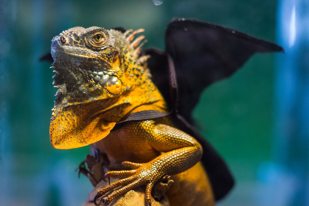 TYTLizard's tweet photo. The Iguana Habitat Fund just broke $1500! I am stunned, TYTArmy. Ya'll TOO STRONG!! #FundTheLizard #tytlive https://t.co/qRwO5sXpOX