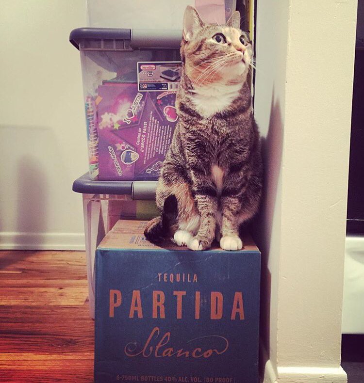 Stay away from my Partida 😼 #allclawsondeck