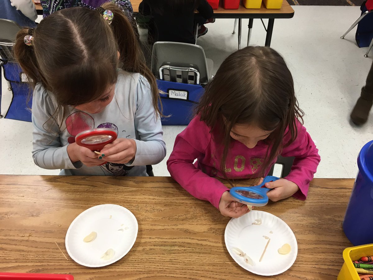 JenniferMitkows's tweet photo. My kindergarten friends are dissecting and investigating seeds to kick off our spring time unit. https://t.co/dWFBjJVtpt
