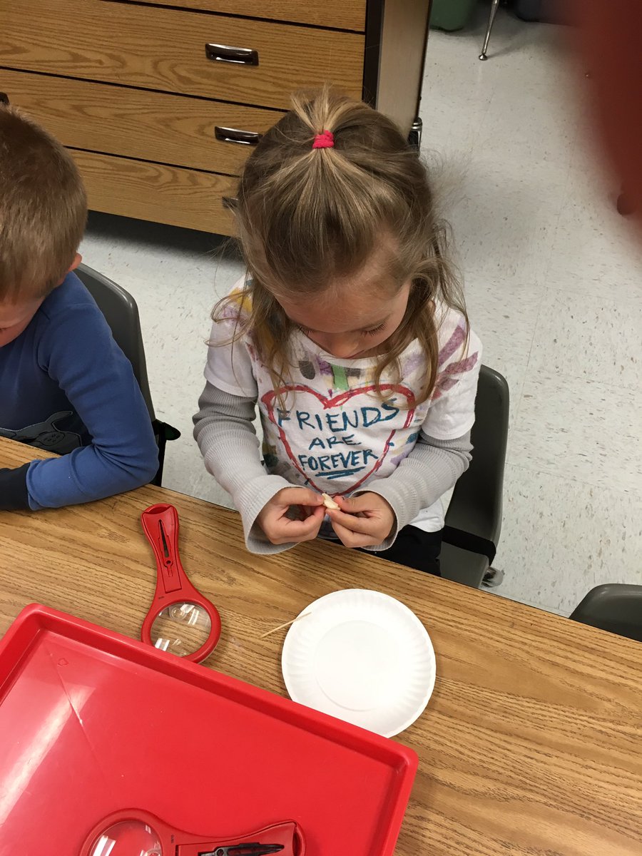 JenniferMitkows's tweet photo. My kindergarten friends are dissecting and investigating seeds to kick off our spring time unit. https://t.co/dWFBjJVtpt