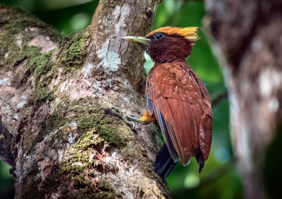 ltgreen4nature's tweet photo. #TrinidadAndTobago #Nature RT @neobirds "Chestnut Woodpecker (Celeus elegans) by S.J. Trinidad &amp; Tobago Nature:   https://t.co/sfrfsZ2w83"