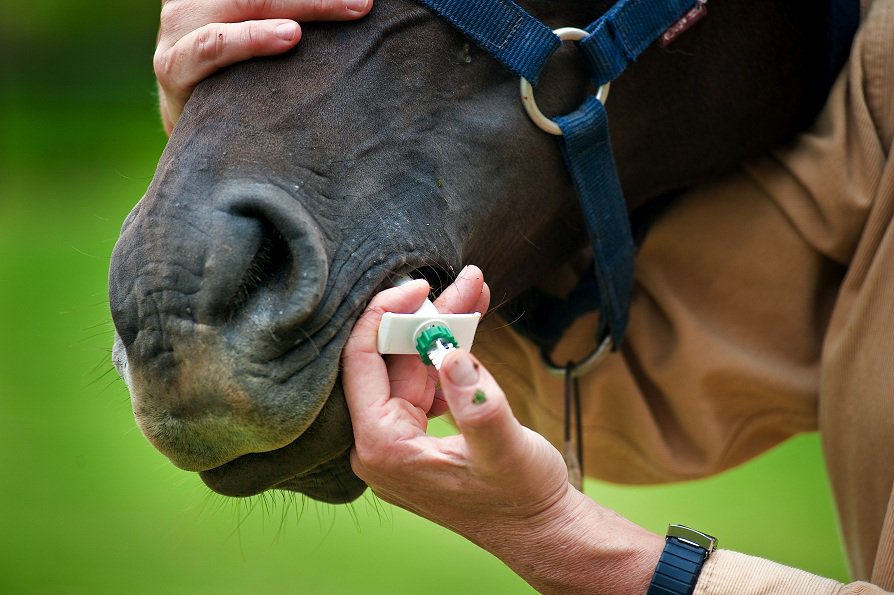 Equine_Direct's tweet photo. Great read on our blog Deworming your horse, check it out - https://t.co/k3N3rywq1T - #horseyhelp #equinedirectory https://t.co/iXqieQlbVL