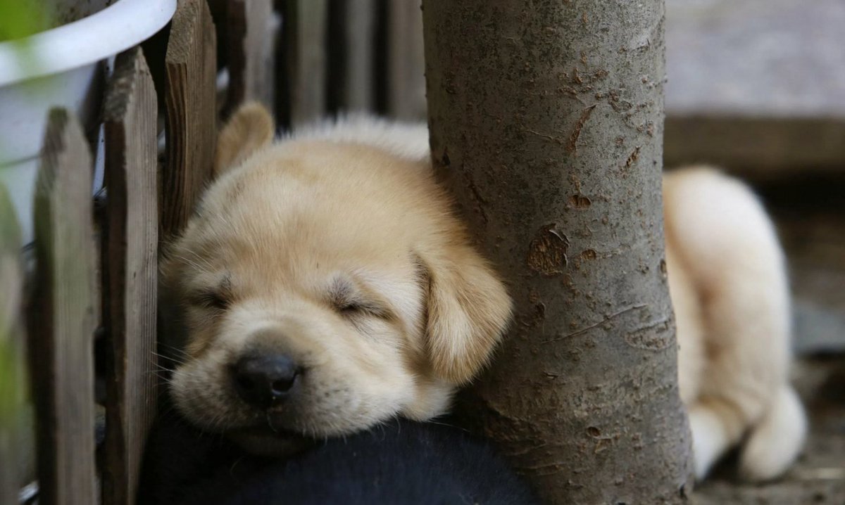 How to put your mind — as well as your body — to sleep: bit.ly/1MbKE78 #linksomnia