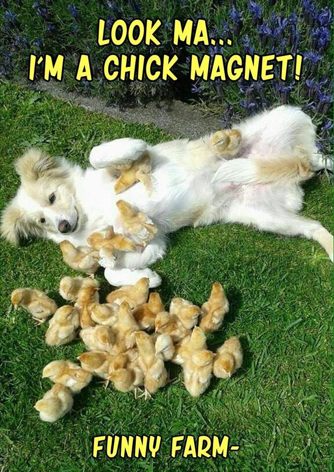 Lonesomepoppy's tweet photo. @PatrickHHoy Saw this and thought of you #rescuedogs #cavaliersinneed https://t.co/eTPvpPRZUN
