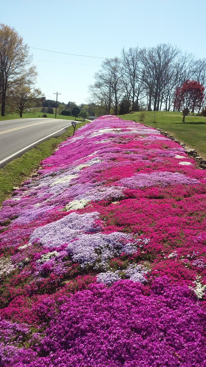 1benroy's tweet photo. Vonnie morrows flowers in  jabez https://t.co/YxplLvLAKf