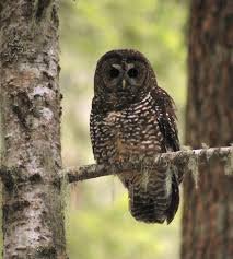 SerenaWittkopp's tweet image. Sign for Spotted Owls &amp;amp; Forrests: secure2.convio.net/abcb/site/Advo… #spottedowls #forests #environment #wilderness #habitat