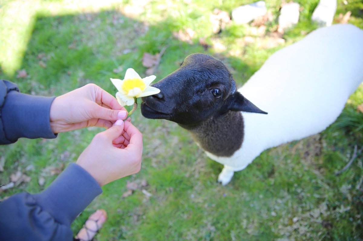 rclbeauty101's tweet photo. In case you're having a bad day here's a picture of my lamb sniffing a flower https://t.co/lKNCpOwALc