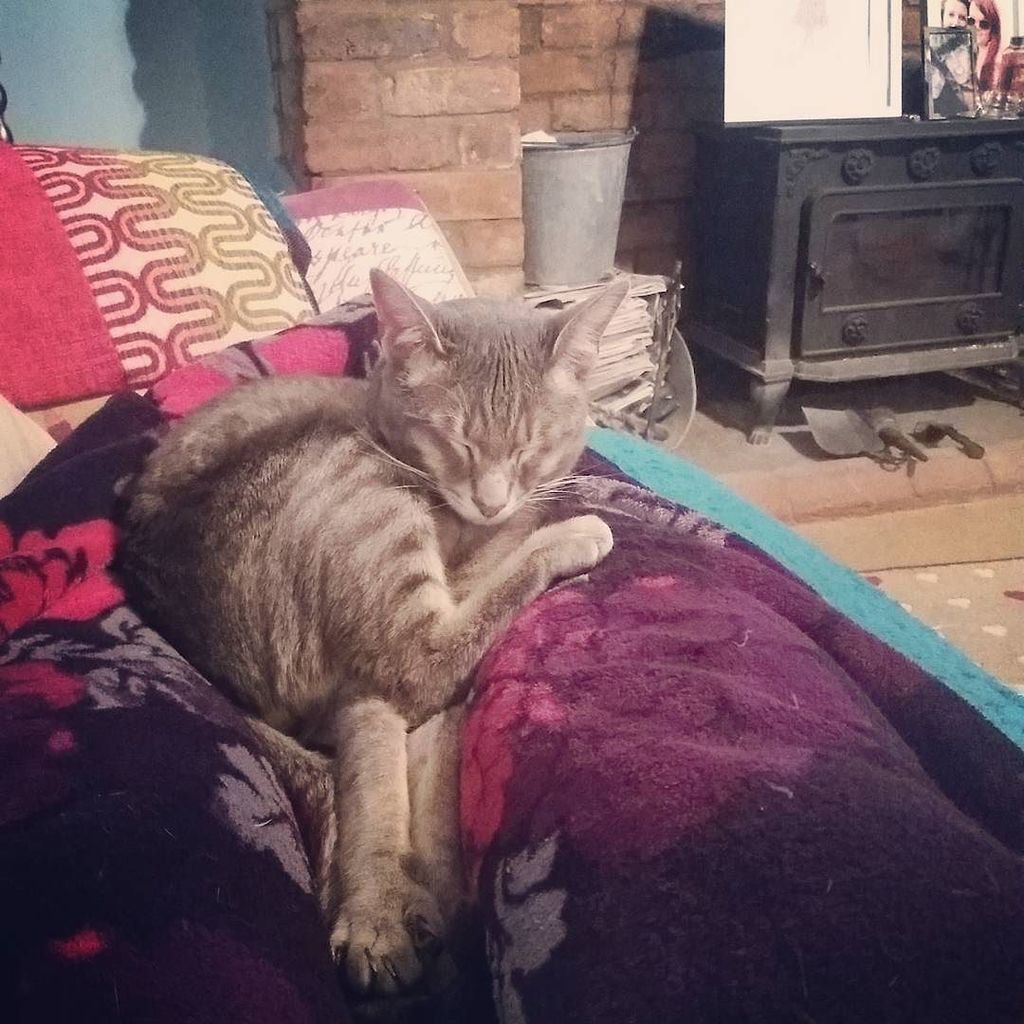 Chatchatcatcat's tweet photo. ๐ ๐ธ love him! #kitten #pet #rory #handsome #halfsiamese #catsofinstagram #instacat #sleepycat #strangeposition by lโฆ https://t.co/D55LdCdGFp