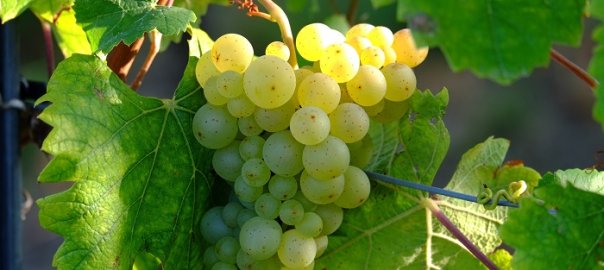 English Sparkling #Wine Could Overtake Champagne! ow.ly/10hW14 <a href="/GlassOfBubbly/">Glass of Bubbly®</a> <a href="/JMiquelWine/">Julien Miquel #Wine</a> <a href="/winewankers/">The Wine Wankers 🍾🤛🎉🥂</a>