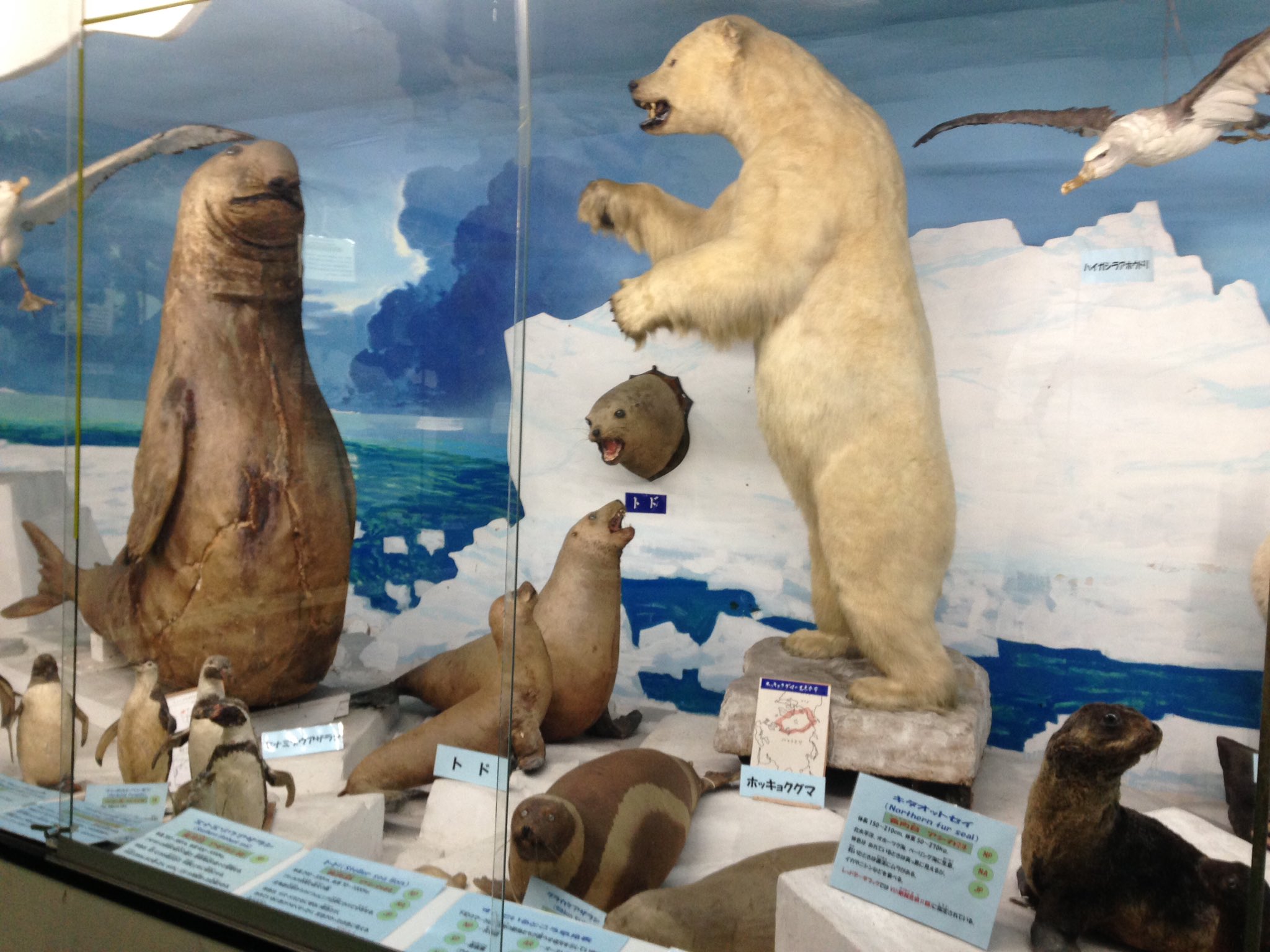 岡山芸人 京極 Twitterissa ホッキョクグマとミナミゾウアザラシとハゲワシ 想像以上にでかい 写真じゃ大きさ伝わらない ハゲワシ 小学生くらいなら掴んで飛びそうな大きさで怖い つやま自然のふしぎ館 T Co Lxpjvlugro