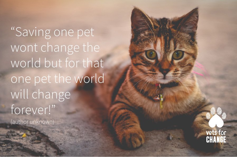 Vets_Compassion's tweet photo. Have compassion for animals #vetsforchange https://t.co/vM9HeDRNbG