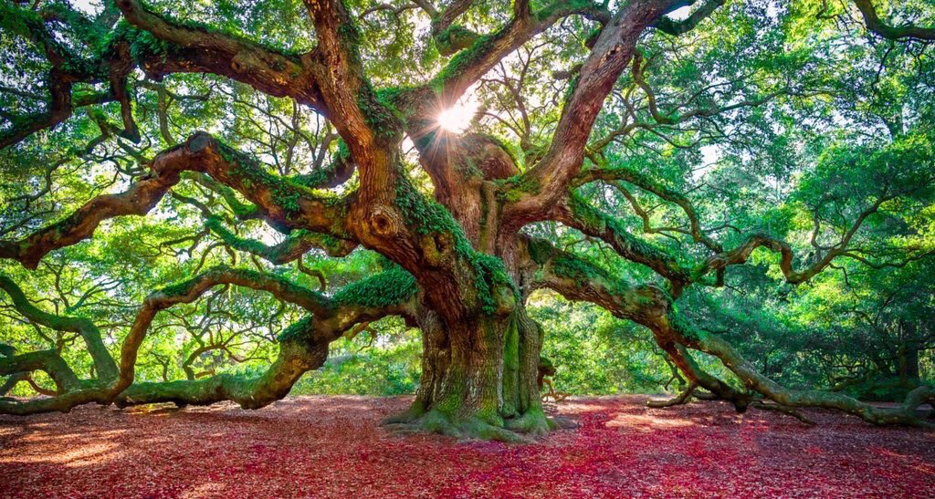 PardueSuzanne's tweet photo. Family, like branches on a tree...
we all grow in different directions
but out roots remain as one. https://t.co/fxAjcb8cnd