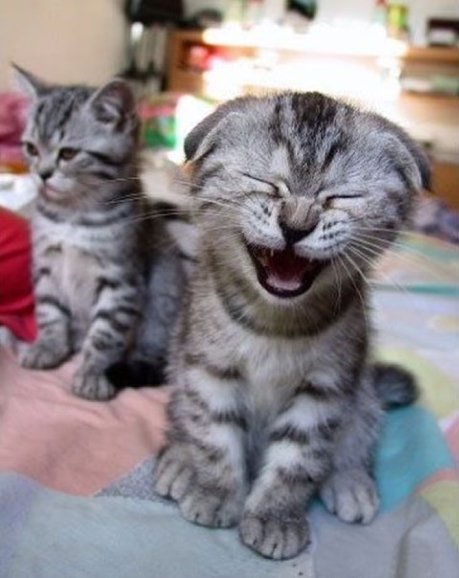 fatti_sofia's tweet photo. Me and... Well...  Nobody 😭😭😭 (this pic is super cute, 😍😍😍😍😍) Kitty!!! #kitty #kittens #angrykitty #cute #cats https://t.co/5JzFN4tTCe