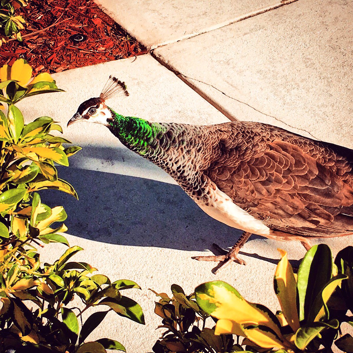 SigmaTaxPro's tweet image. Hey everybody! Meet Siggy, our office mascot. Does your office have a mascot? #sigmataxpro #protaxtips #taxseason