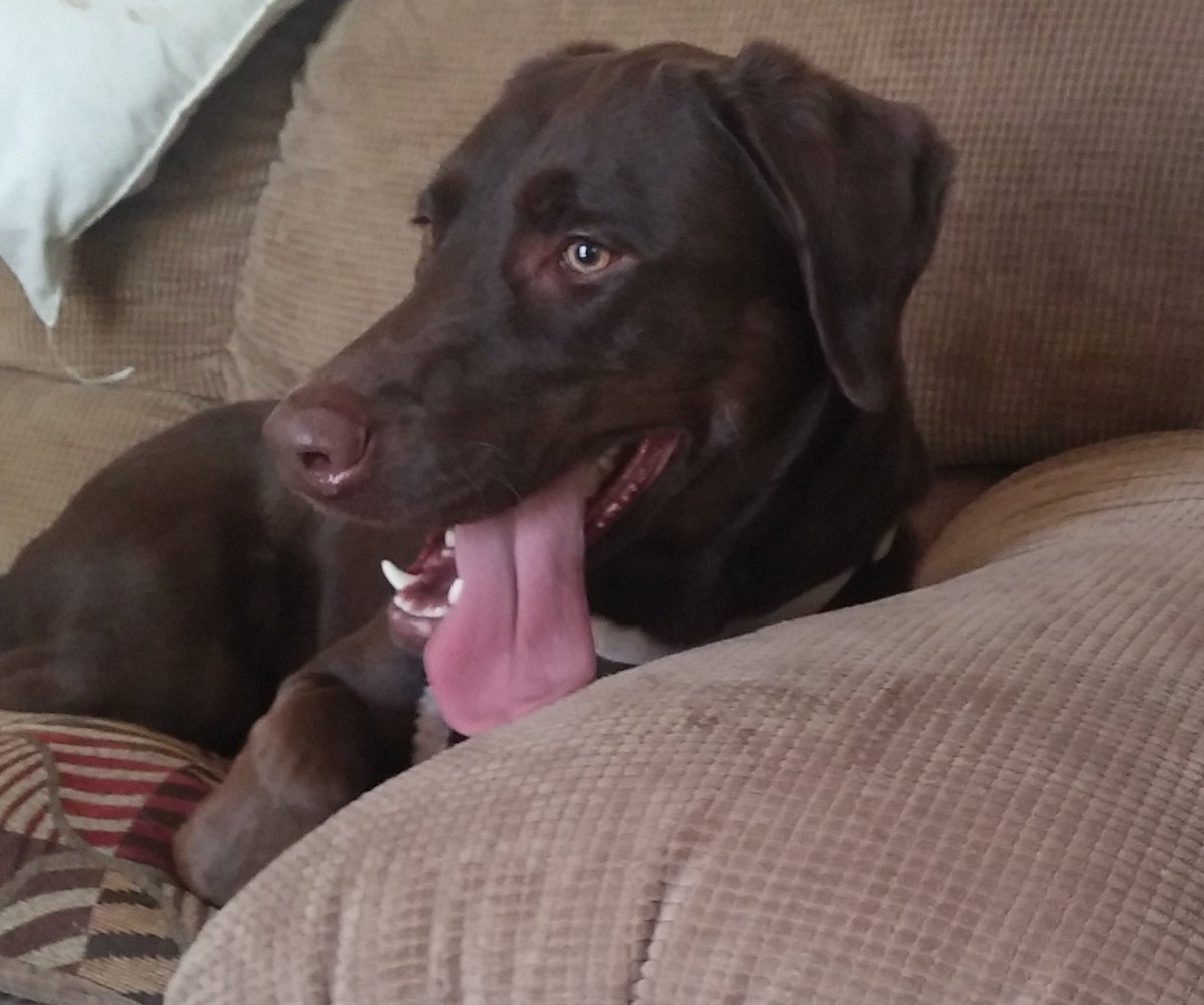 PennyScargall's tweet photo. Just relaxing on my couch @JohnScargall https://t.co/jYnsd9JqQS