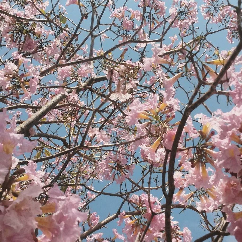 elenaguerreroc's tweet photo. 🐩🐷🍨🌸🌹 #art #pink #nature #porntree #leaf #inspiration https://t.co/akwyBHW1EL https://t.co/gXlYdHUeA1