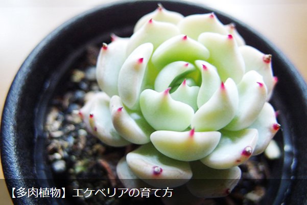 Lovegreen Pa Twitter 多肉植物 エケベリアの育て方 T Co Pcf7kritgr Echeveria エケベリア チワワエンシス 七福神 増やし方 多肉植物 桃太郎 紅化粧 育て方 野ばらの精 青い渚 T Co 2v1agwsw3o Twitter