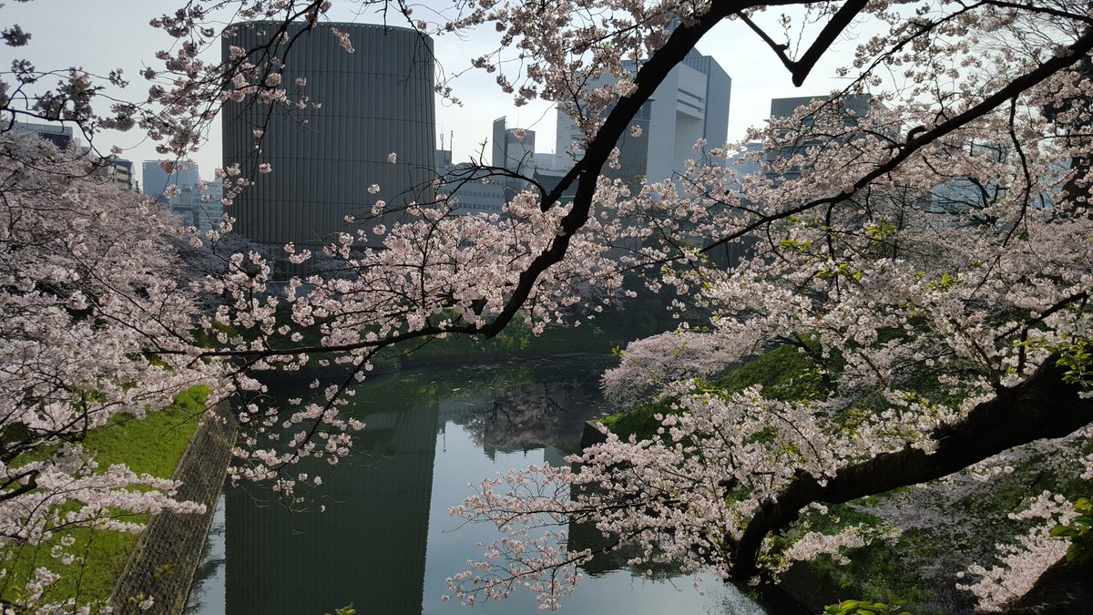 anco_smile's tweet photo. おはようございます
晴れたから、出勤途中にお花見してきました！ https://t.co/rz8tjK9SzI