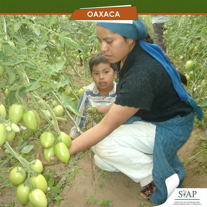 DGSIAP_Mx's tweet photo. Durante 2014 la actividad agropecuaria y pesquera de #Oaxaca se incrementó un 3.9% comparado con el año anterior https://t.co/aLm5Lvqcbs