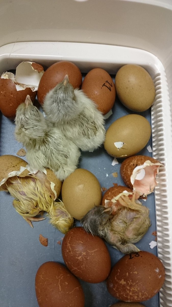 Strawick_JME's tweet photo. Hatch day! 4 out of 14 chicken eggs have hatched.  Can't wait to see how many hatch tonight &amp; tomorrow. https://t.co/YkP4vJahhD