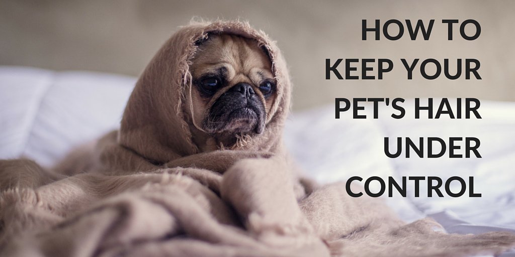 CamdenLiving's tweet photo. We love our pets, but not their hair! Here's 4 tips to help keep it under control all year: https://t.co/aC3pg3OP97 https://t.co/zYbEmURZtj