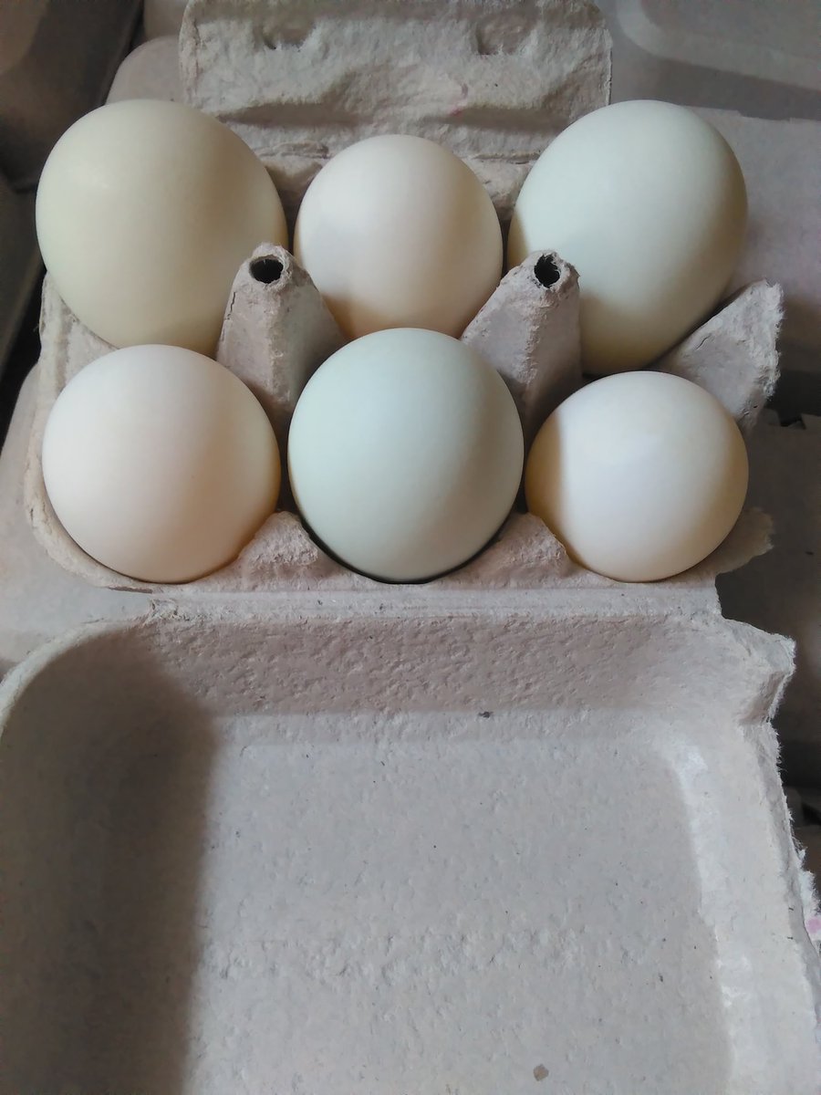 LTDFarm's tweet photo. #duckeggs are seriously the best! https://t.co/Xqs8AjEYOn