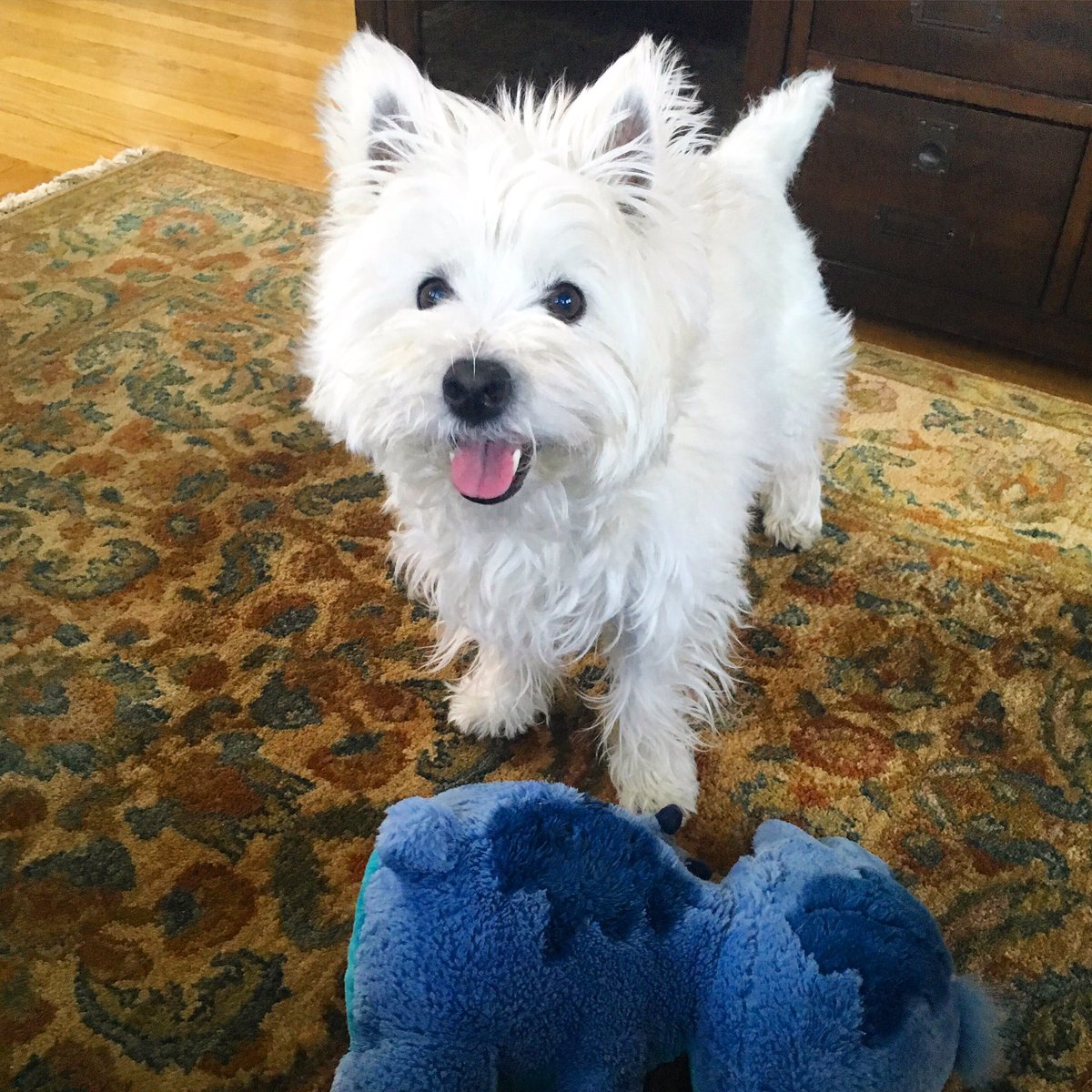 FranklinOrwig's tweet photo. Fun day at home. Played with my good friend stitch. ❤️🐶 https://t.co/EAwUkbqHNK