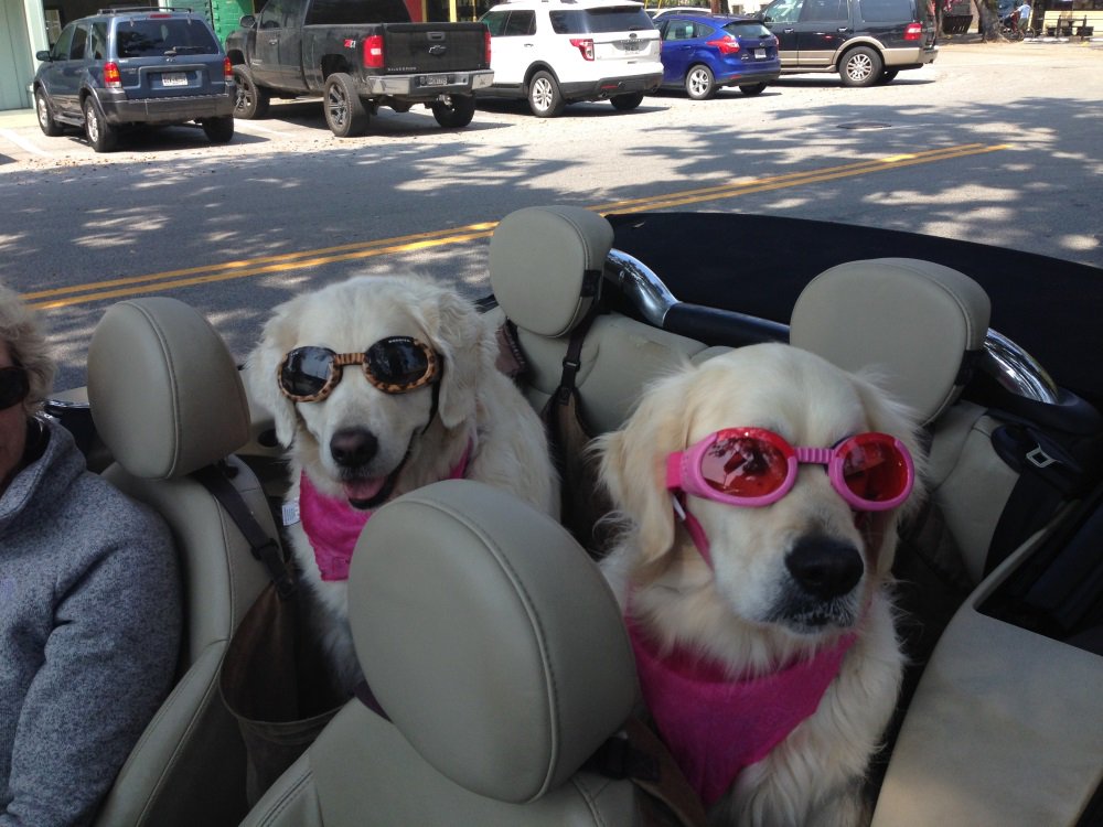 NaturalBalance's tweet photo. Some pets are just natural travelers! Do your #NaturalCharacters enjoy a good car ride into the city? Show us! https://t.co/nDC1snYEM0