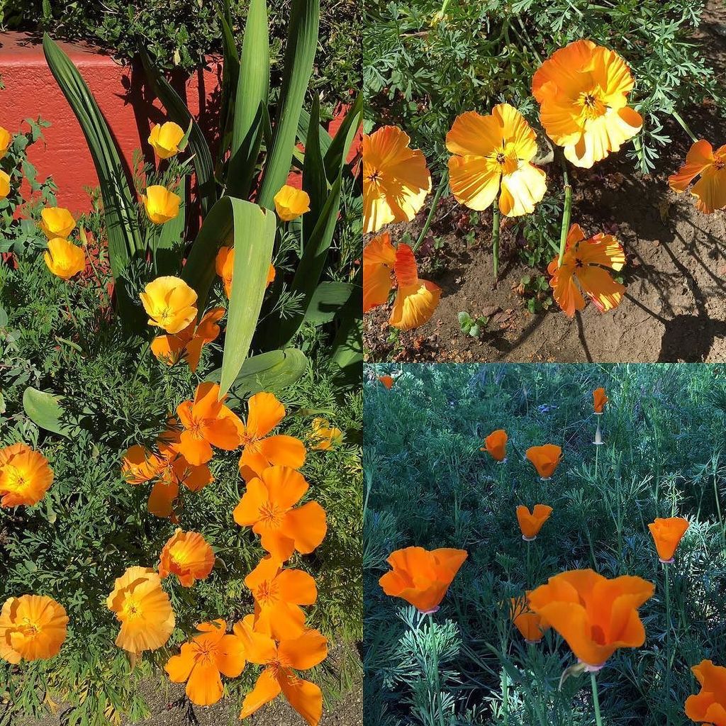 SFBaySierraClub's tweet photo. "Popping" up in all hues: hardy and water-wise poppies! Can you spot the California state flower in the mix?
#drou… https://t.co/uf2WgSK8rQ