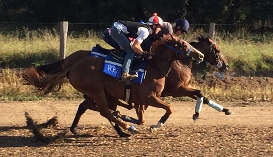 Woodparkstud's tweet photo. Nice work of Rocky ridge and Man to love this AM at Woodparkstud ⚡️🐎@BaudronLouis @AnthonyGasselin https://t.co/5SlDVgNicn