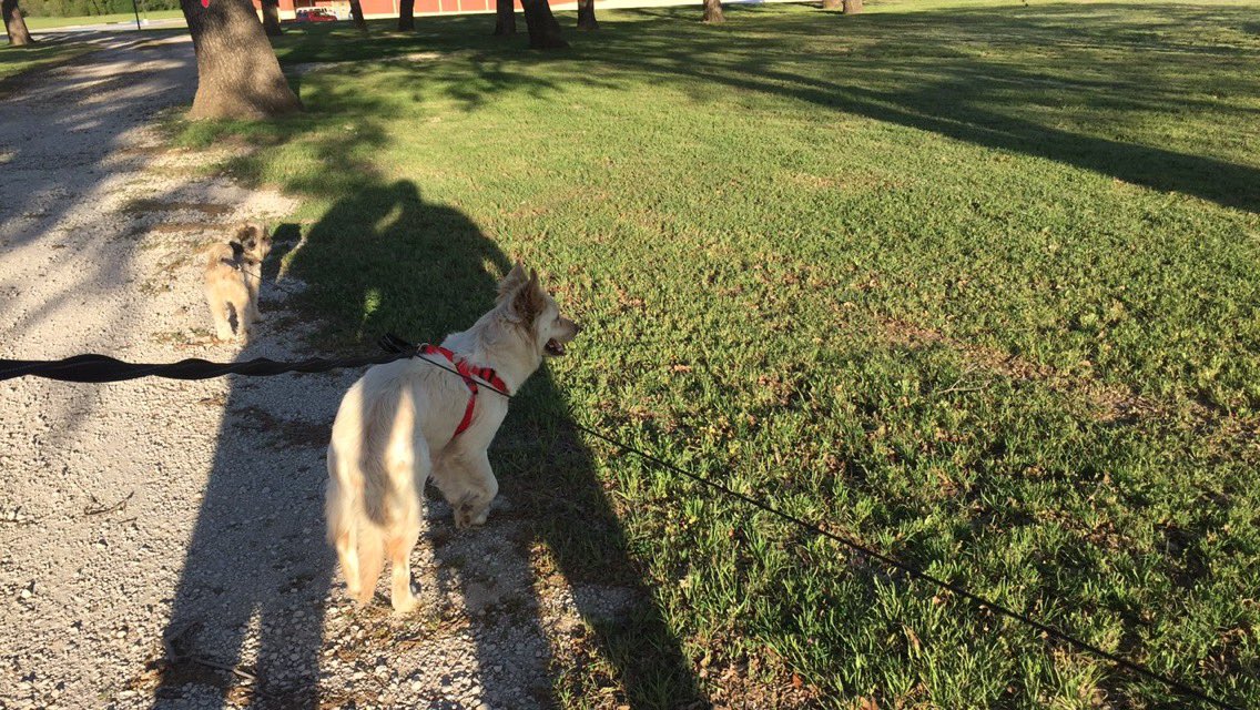 hashtagshana's tweet photo. New trail for #familysunsetwalks #LinusAstiAdventures #WheresLinus @tbvanloh22 https://t.co/dCkGsN3jnK