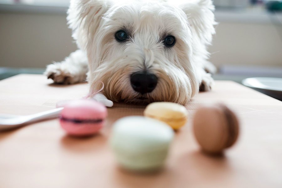 NorCalVets's tweet photo. Keep your dogs away from xylitol. What's that you ask? https://t.co/YchKMkRrQU https://t.co/K09M1pORzI