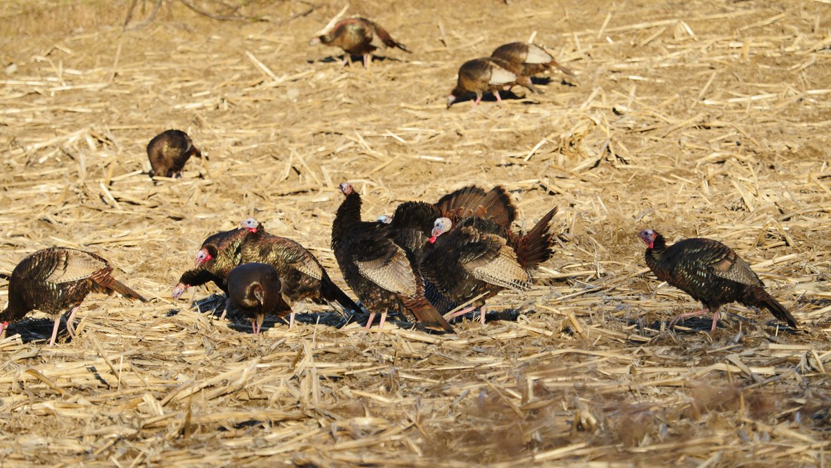 VPOPROS's tweet photo. A few Turkeys I captured this afternoon, feeding in a cut corn field !! https://t.co/8aPayvt5hg