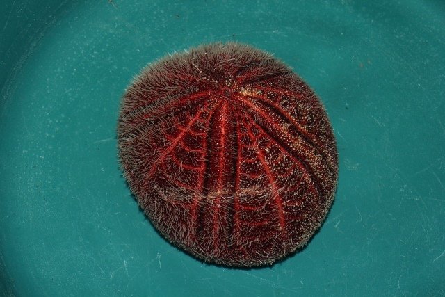 ネズミブンブク　棘付き&棘無し　ブンブク　ウニ殻 ネズミブンブク 棘付き&棘無し ブンブク ウニ殻