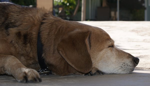 DesertEclipsePS's tweet image. The Desert Eclipse Resort is Dog Friendly!  Remember this guy?