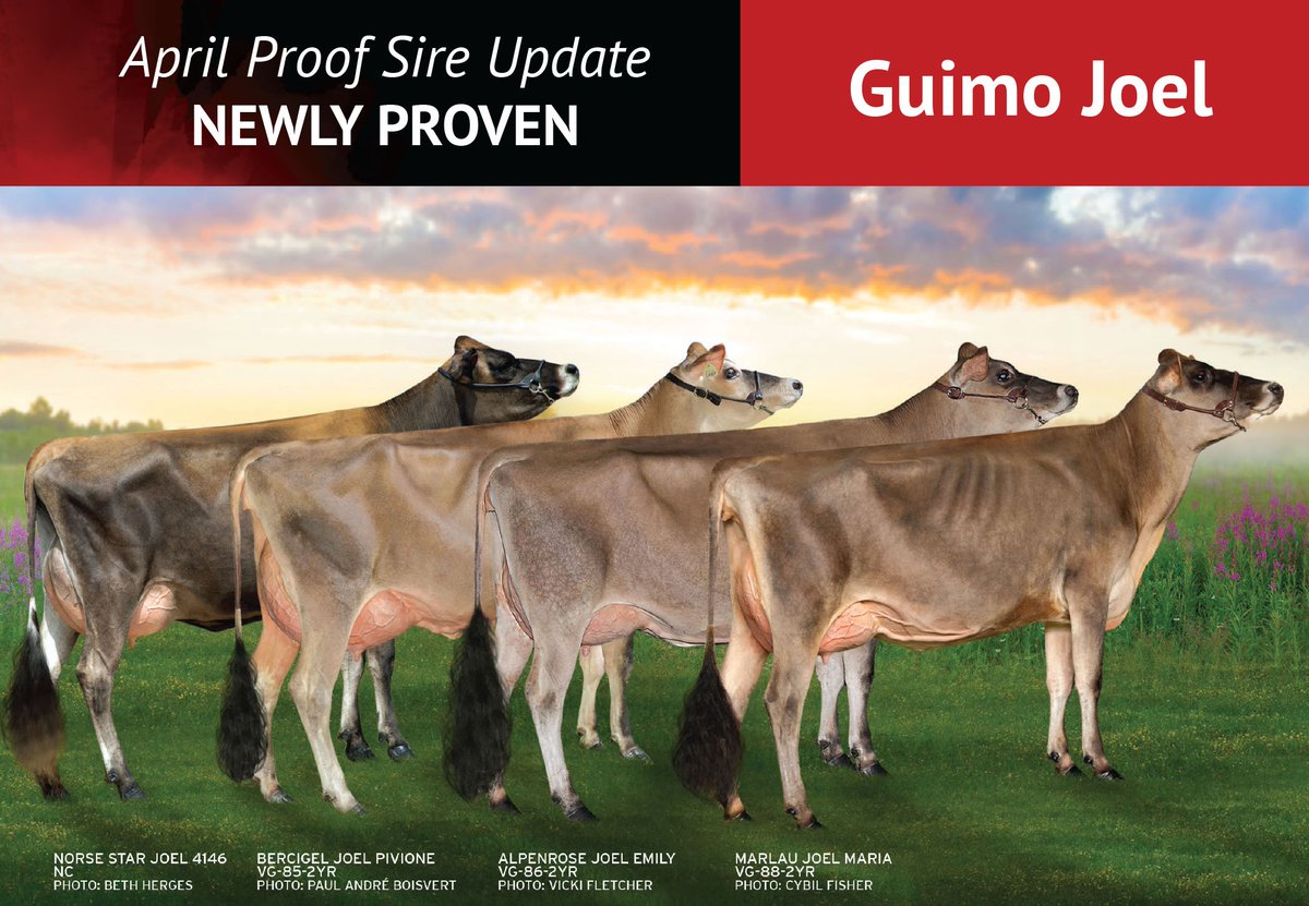 EastGenGenetics's tweet photo. 0200JE00384 Guimo JOEL is Canada’s new #1 Type Jersey sire +15 https://t.co/3cdgYQEEXo https://t.co/E1PucooX8L