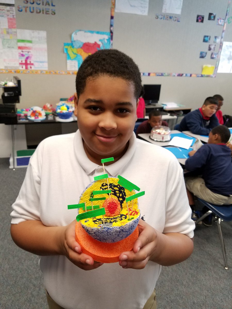 MrLongClassroom's tweet photo. A whole lot of Animal &amp; Plant Cell 3D Models in the classroom today @budewigbulldogs @AliefScience https://t.co/I0ctvpfbTZ
