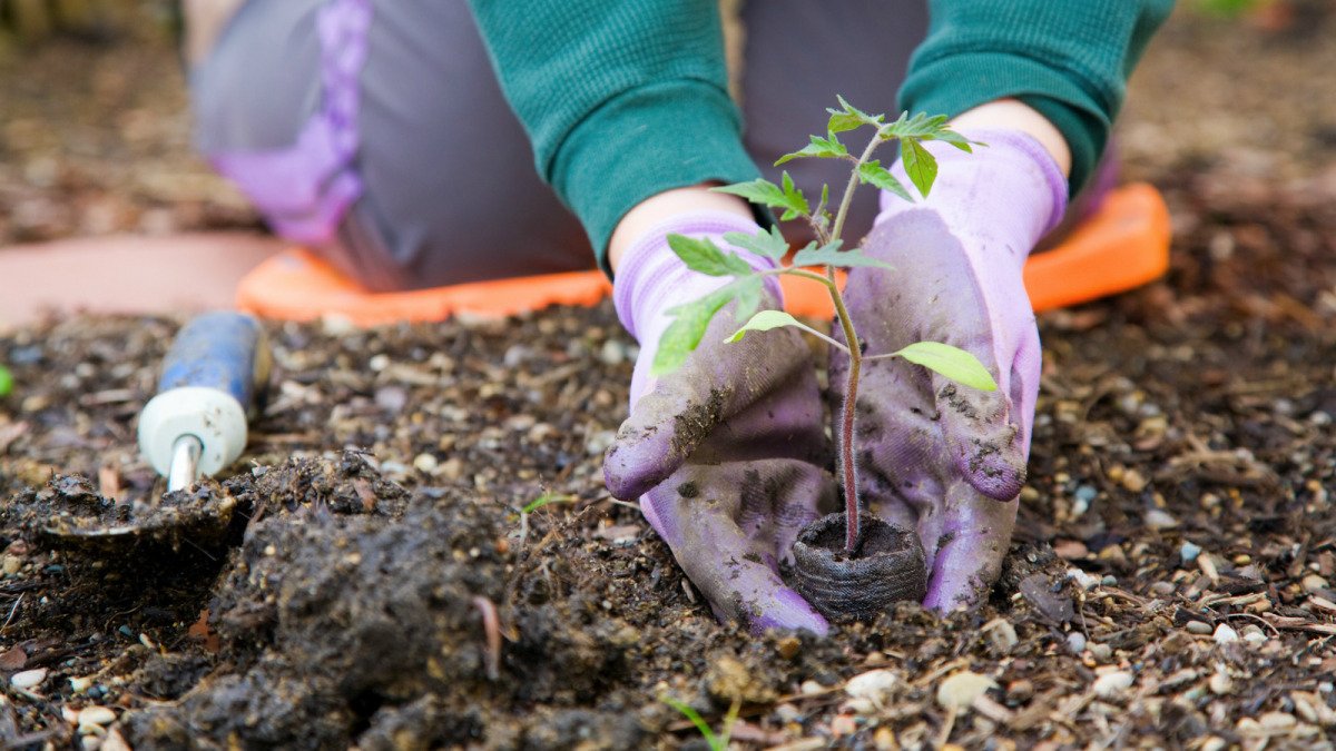 stephsharp5's tweet image. Loving my new #raisedbed gardens this year! #ediblelawns  buff.ly/1UOeeTl