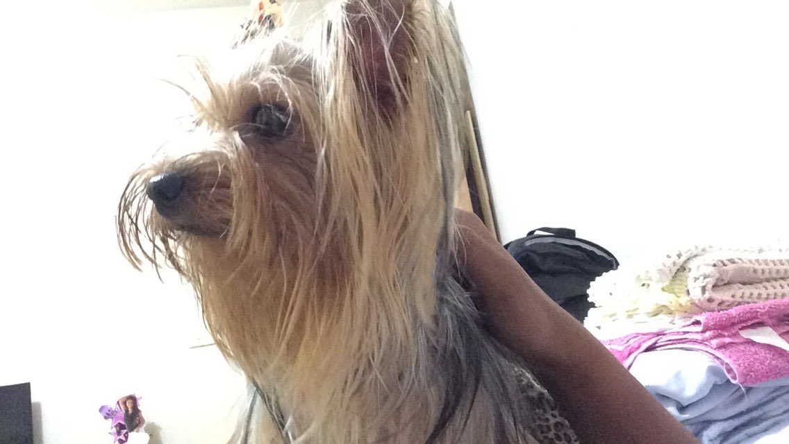thaisamorenaa's tweet photo. Não podia esquecer do meu amorzão nesse dia tão especial! É minha filha SIM! Amo muito! #filhapeluda #amordemae ❤️🐾 https://t.co/e9ccRQmTxT