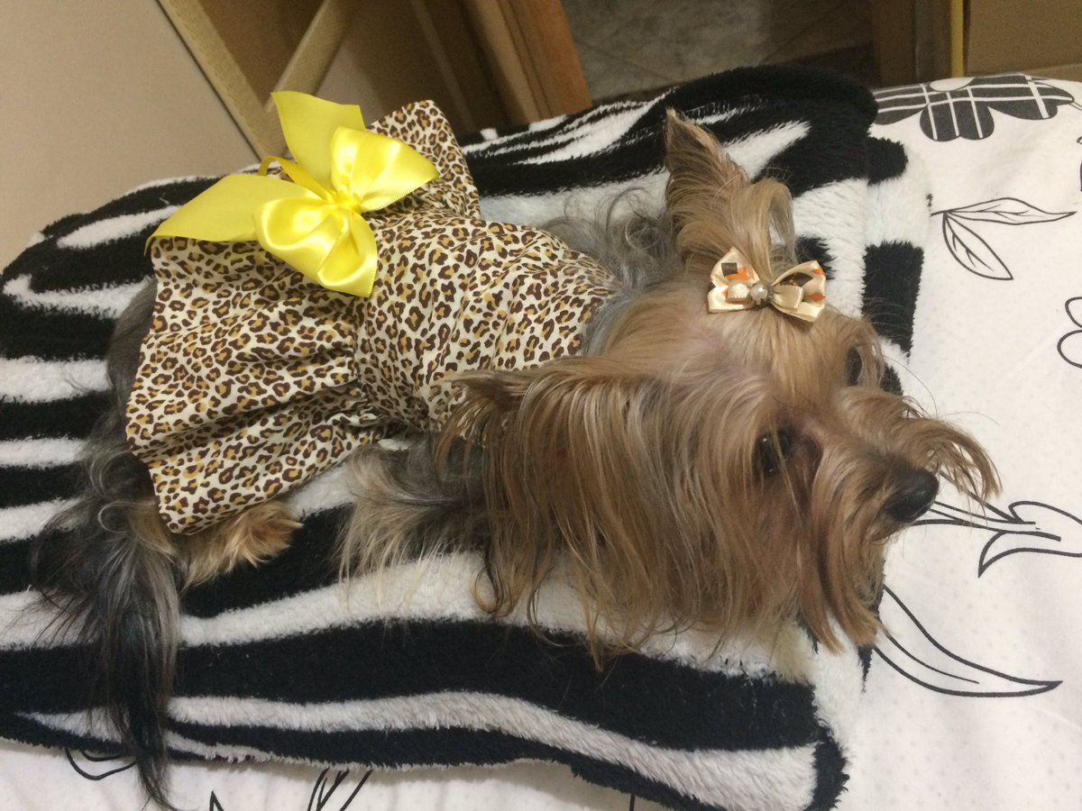 thaisamorenaa's tweet photo. Não podia esquecer do meu amorzão nesse dia tão especial! É minha filha SIM! Amo muito! #filhapeluda #amordemae ❤️🐾 https://t.co/e9ccRQmTxT