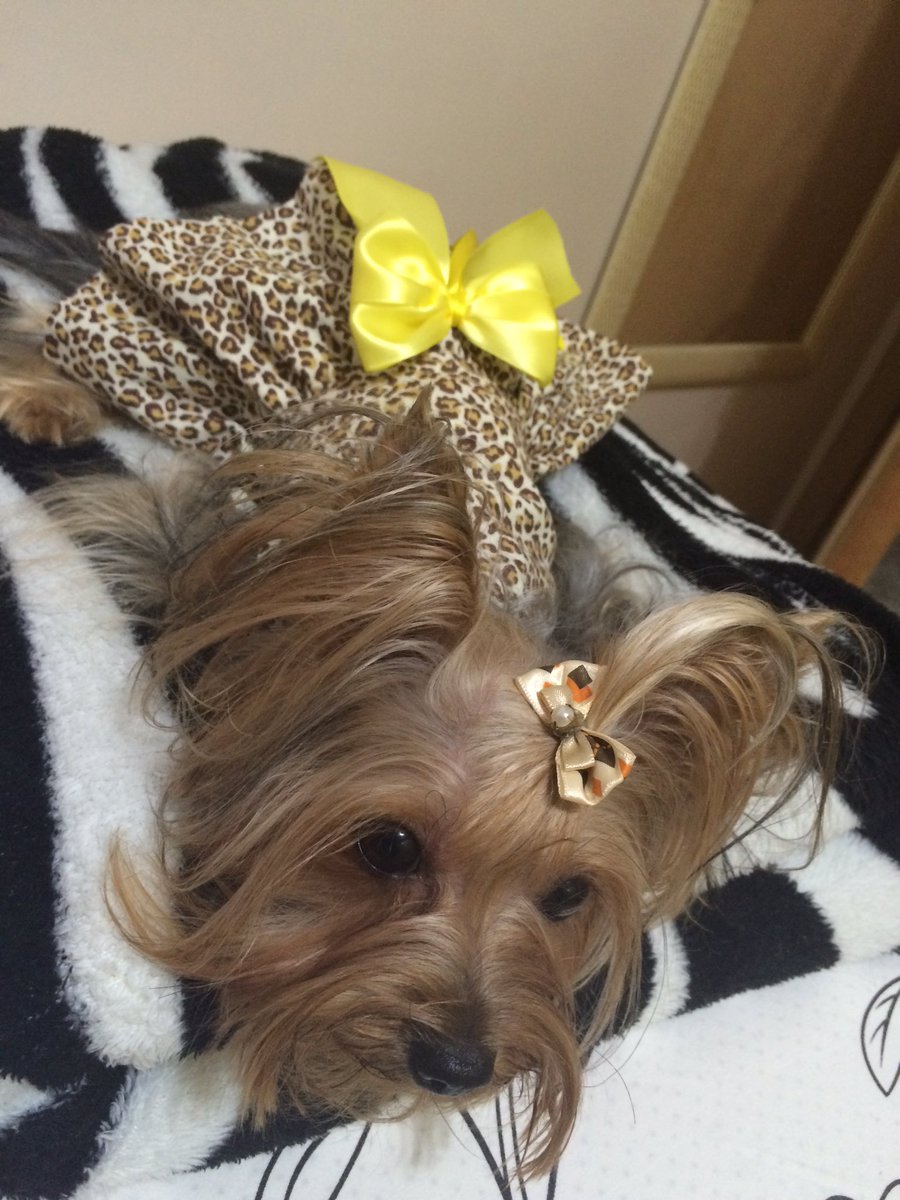 thaisamorenaa's tweet photo. Não podia esquecer do meu amorzão nesse dia tão especial! É minha filha SIM! Amo muito! #filhapeluda #amordemae ❤️🐾 https://t.co/e9ccRQmTxT