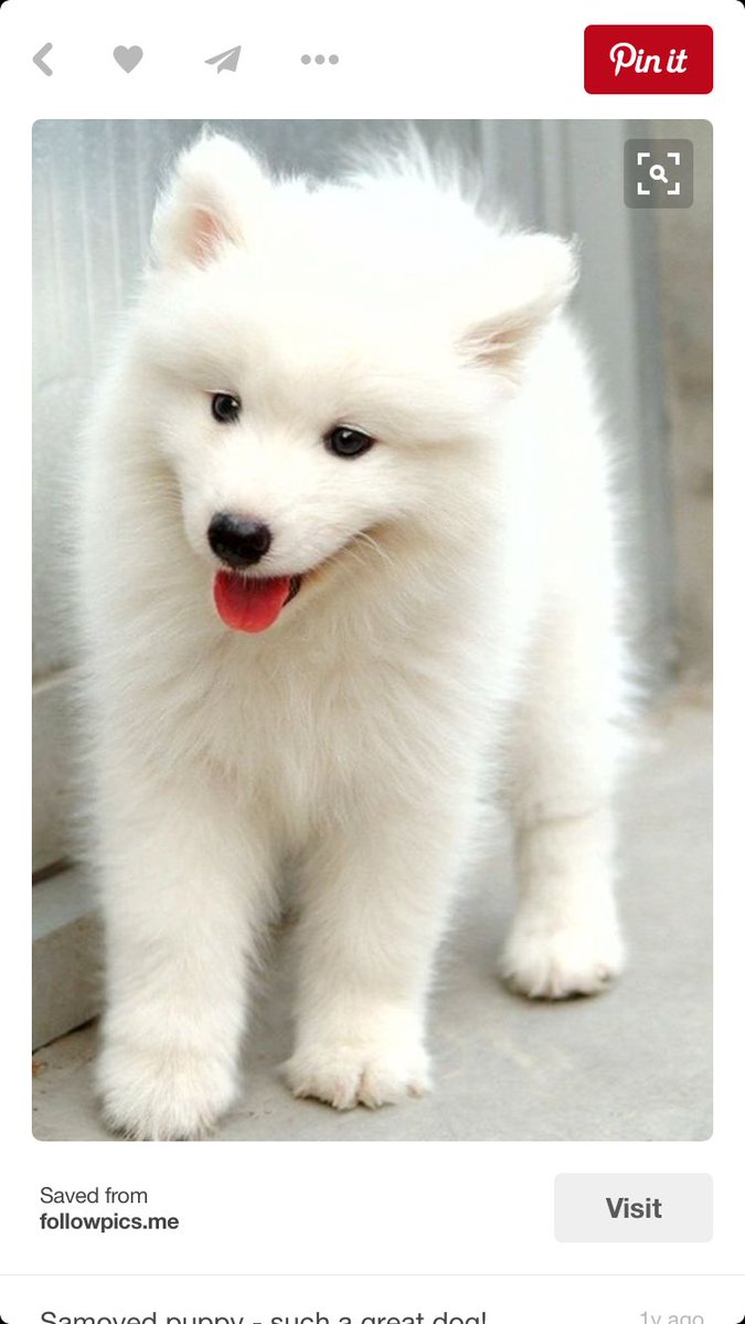 kennedy_halpin's tweet photo. please help me get another dog 🙏🏼 https://t.co/49ZPhjprRG