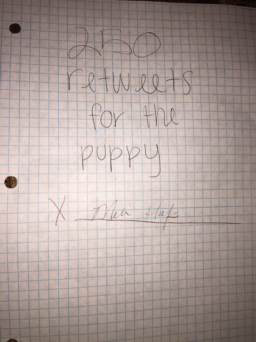 kennedy_halpin's tweet photo. please help me get another dog 🙏🏼 https://t.co/49ZPhjprRG