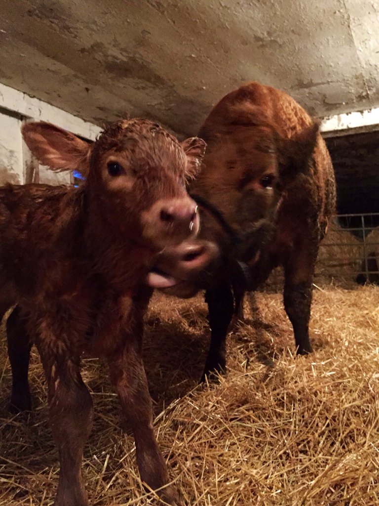 REMiller18's tweet image. 2nd last calf of the yr&amp;amp;it was a tough 1.Calf rebounding like a champ #hardpull #fighter #calving16 @ElliottMiller2