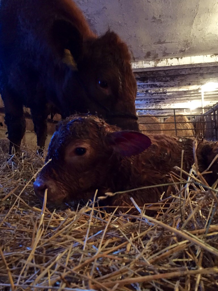 REMiller18's tweet image. 2nd last calf of the yr&amp;amp;it was a tough 1.Calf rebounding like a champ #hardpull #fighter #calving16 @ElliottMiller2
