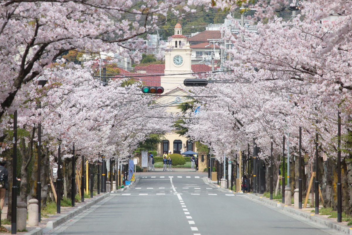 阪急沿線さくら 甲東園の関西学院大学から伸びる通りの桜並木も、the阪急沿線な風景ですね。 奥には、象徴的なヴォーリズ建築の時計台も見えます。 (2016.4.6撮影 阪急沿線さくら 甲東園の関西学院大学から伸びる通りの桜並木も、the阪急沿線な風景ですね。 奥には、象徴的なヴォーリズ建築の時計台も見えます。 (2016.4.6撮影
