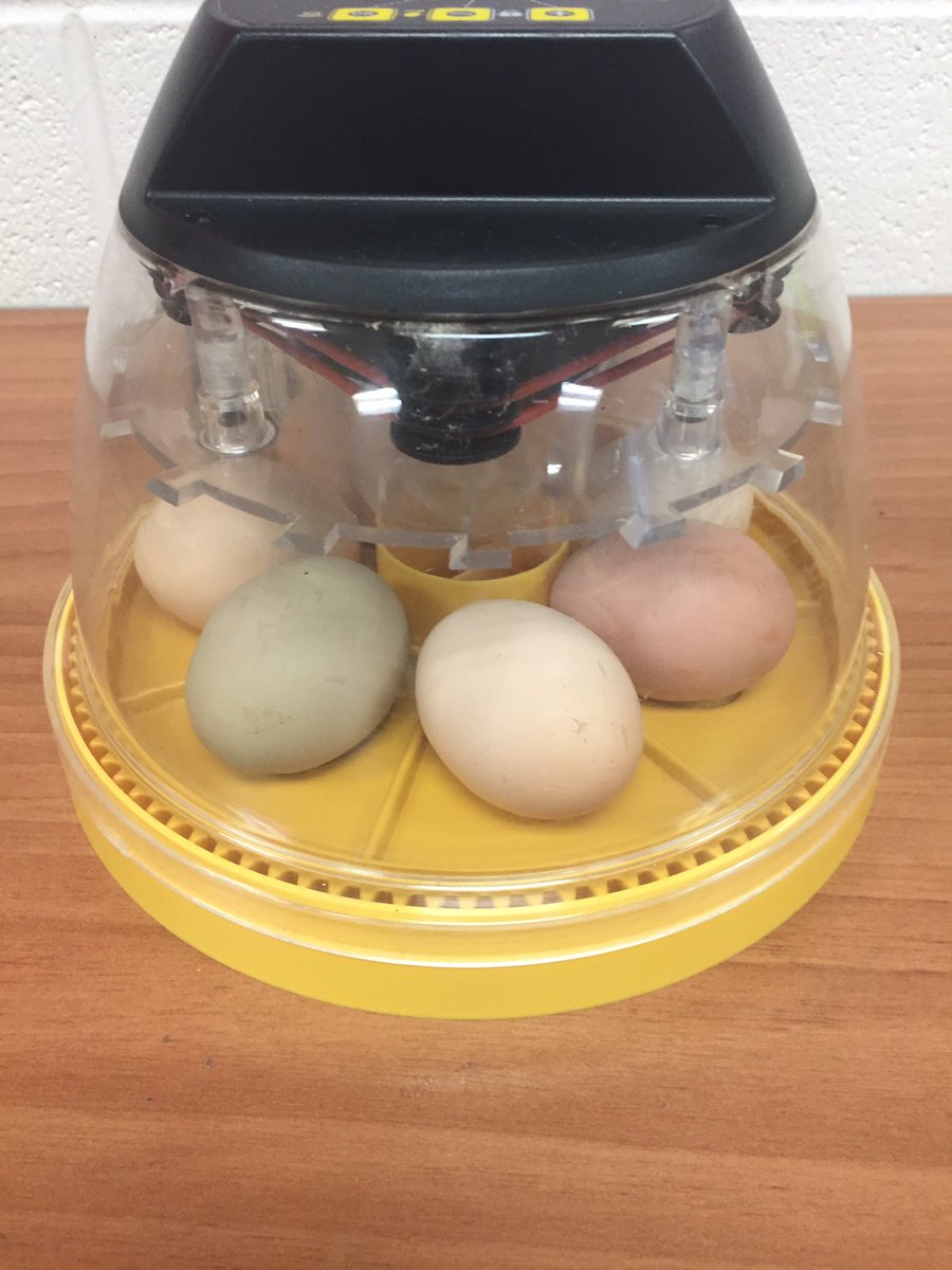 PeakeTeacher's tweet photo. We are farmers!!!#bringthefarmtoyou https://t.co/ZynZsdXsE8