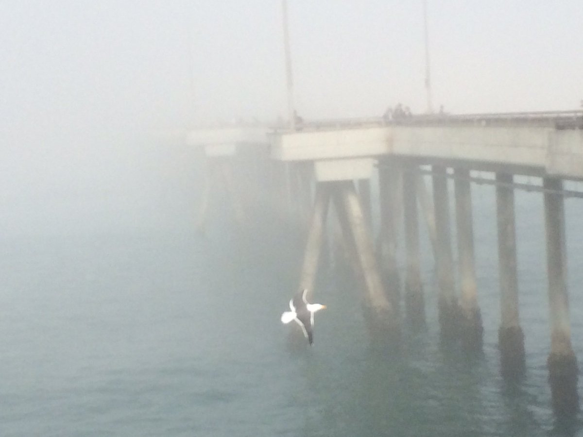 QUinLAProgram's tweet photo. Beautiful foggy, moody evening in LA after sunny day in the 80s!  Come for Fall! Learn to SURF! #QULAGreatWeather https://t.co/mi5gurhFzQ