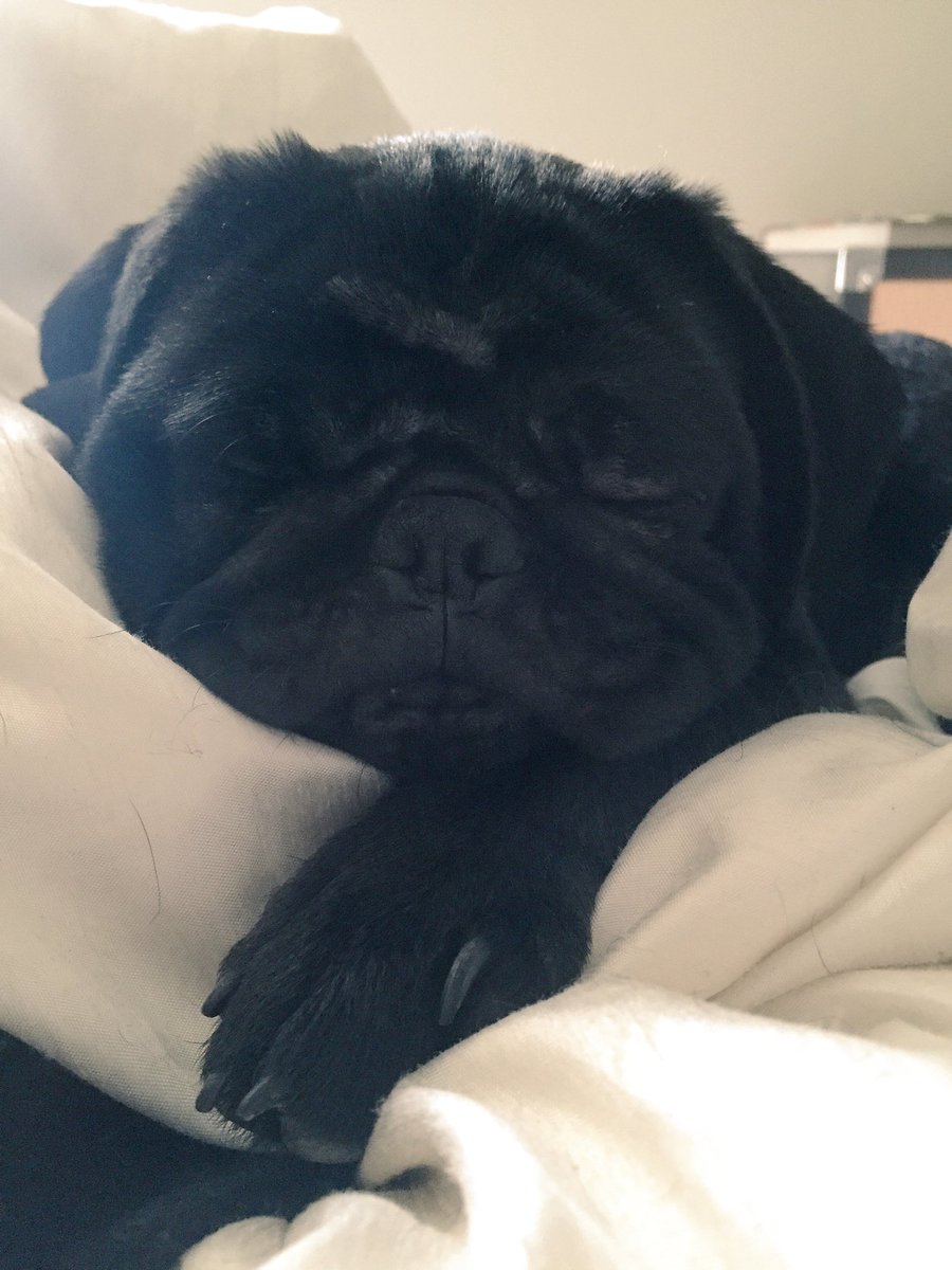 JenDraicchio's tweet photo. @PolitoAmanda @PopularPugs @RoccoPolito_ https://t.co/x8PGlrwZ6N
